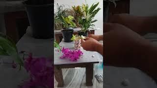How we can keep broken flower stick of orchid for one month.#Shorts