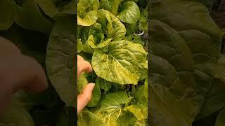 Green cabbage full of bugs, cabbage worms, my small vegetable garden, aphids