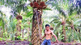 Amazing to Harvest a Lot of Fruit Palm