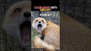스킨십 싫어하던 여우가 길들여지면? #동물 #여우