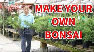 How to make a bonsai tree from nursery stock.