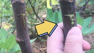 Grafting Plants and Fruit Trees — Grafting Fig Trees Using T-budding #garden #gardengrafting #figs