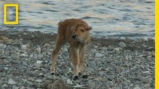 Baby Bison Takes on Wolf and Wins | America's National Parks