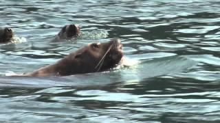 Steller Sea Lions Hunting Salmon in Alaska