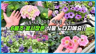 6월초 꽃시장 무조건 가야해요!! 다채로운 여름 꽃&식물 20종!!