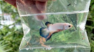 You must keep these Betta (Fighter) fishes | Some Rare Betta Fish | AnimalHolic