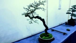 "50" Blackthorn by Tony Tickle