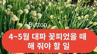 #대파 #대파 꽃피면 이렇게 해주면 대파 먹을 수 있어요.