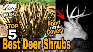 Top Five Shrubs For Deer