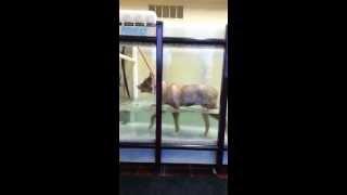 Max in the Underwater Treadmill - Arthritis