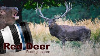 Red Deer - The Rut