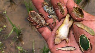 Hunting water bugs‼️giant water bug, diving beetle, dragonfly larvae, crab, frog, tadpole, baby fish