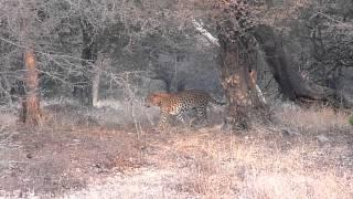 Leopard marking territory. Male Leopard  Ranthambhore in zone -6 Guide vipul Jain