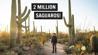 One Day at Saguaro National Park (West)  | Hiking Wasson Peak, Valley View Overlook, & more!