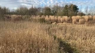 Miscanthus at Warden Law