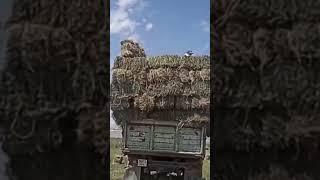 В деревне весело