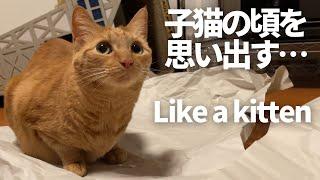 よもぎ、童心に返る。だけど…Like a kitten,but…#保護猫 #子猫