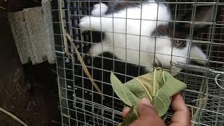 Give papaya leaf ones a week to your rabbit  ,, IT IS GOOD ️ see description.. #rabbit