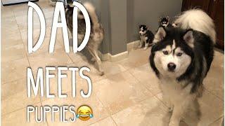 Husky Puppies Meet Their Dad