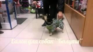 Салон для собак ''Балути'' Груминг и одежда.