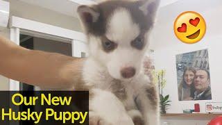 Our New Husky Puppy Charlie(Brown Dog,Cuteness Overload)