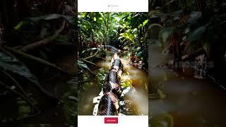 King Anaconda biggest snake in the deep forest #amazon #tourcams #tourcam #funny #shorts