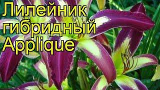 Лилейник гибридный Эпплике. Краткий обзор, описание характеристик, где купить саженцы