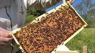 Swarm Trapping: Moving Swarms to Permanent Hives | Super Queens | Beekeeping for Beginners