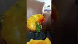 Sun Conure Sleeping || Tina, Sun Conure