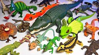 My Reptiles Animals Collection - Alligator, Crocodile, Komodo Dragon, Snake, Cobra, Bearded Dragon