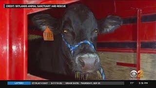 Bull Found On Long Island After More Than 2 Months On The Run