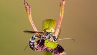 Hare Orchid Pollination by Male Bull Ants in Western Australia