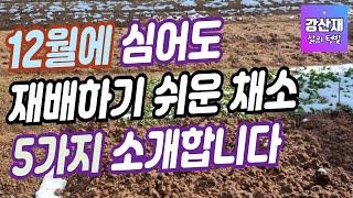 [텃밭] 12월에 심고 가꾸기 쉬운 작물 5가지 입니다