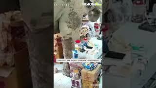 В Таиланде слон ограбил магазин. Воришка вдоволь наелся снеками, но уйти незамеченным не смог. 