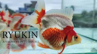 Best Ryukin Goldfish of India by Showoff Pets