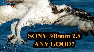 Sony 300mm 2.8 Ridiculously Good or Just Ridiculous? Part 1 of 3. Wildlife Bird Photography