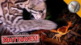 Ocelot vs Crab!