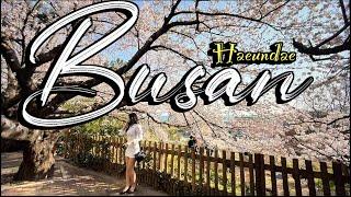 [4KHDR] Walking Haeundae Dalmajigil, the best cherry blossom spot in Busan, the second city in Korea