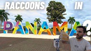 FIRST IMPRESSIONS of Panama City, Panama  | Entry & Exit REQUIREMENTS | Begging RACCOONS