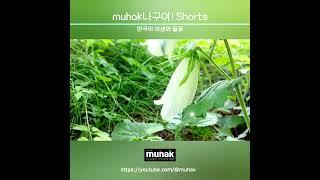 초롱꽃 이야기 3의 3