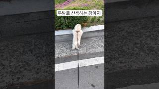 두발로 산책하는 강아지 토리