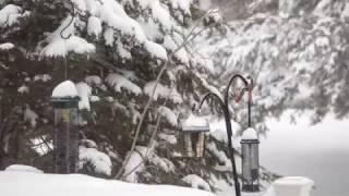 Birdfeeder Timelapse