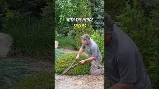 Dwarf Mugo Pine | Keep It Small