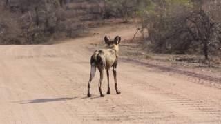 African Wild Dog