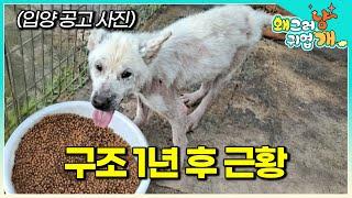 임시보호 단 1년 만에 표정부터 모든 것이 완전히 변헸다는 찹쌀이. 어떻게 지내고 있을까?│#왜그러냥귀엽개