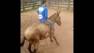 How a horse gets the last laugh!!