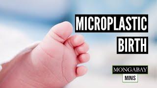 Microplastics found in human placentas after birth