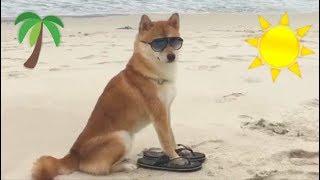 Shibe goes to Beach