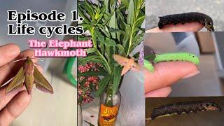 Life Cycles Ep.1 The Elephant Hawkmoth