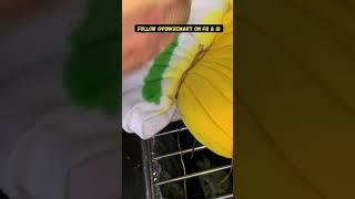 How to tiedye a Striped heavy hoodie